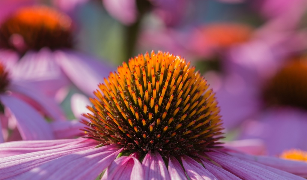 Серединка розового цветка эхинацеи