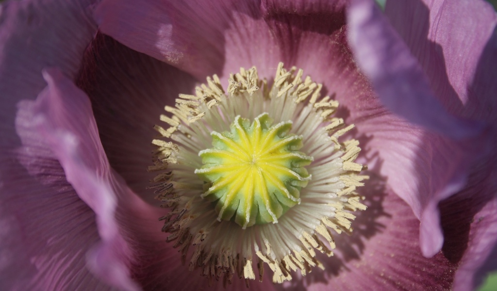 Серединка розового полевого мака