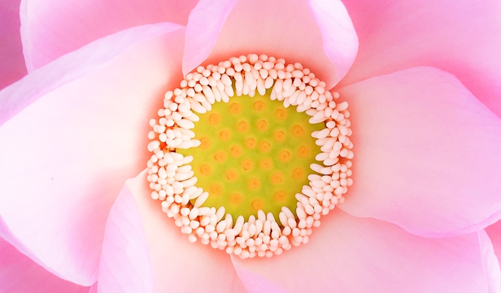 Серединка розового цветка лотоса 