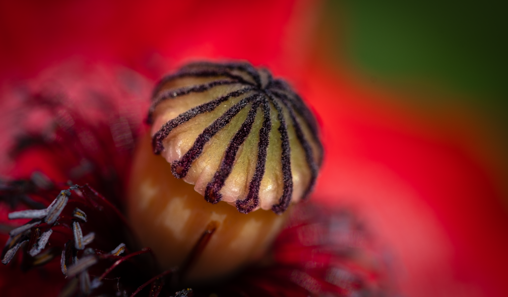 Середина красного цветка крупным планом