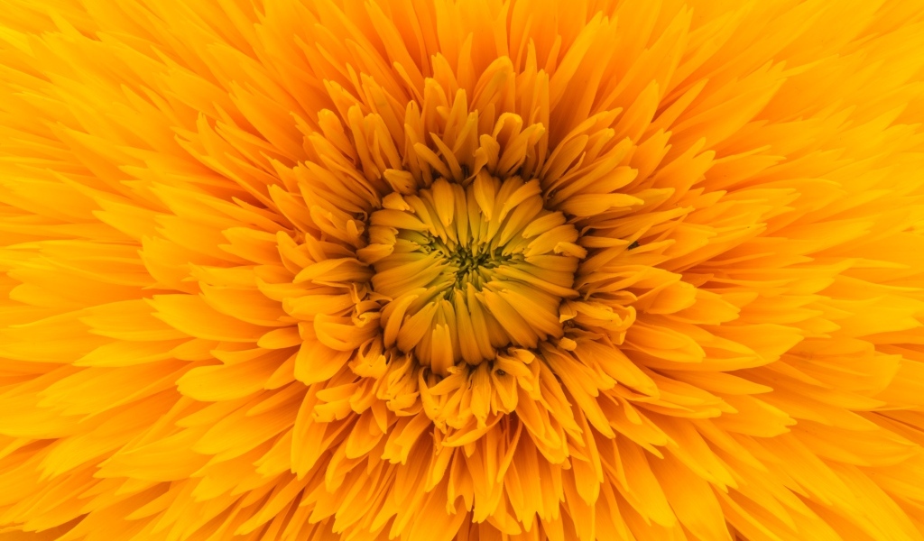 Середина желтого цветка хризантемы