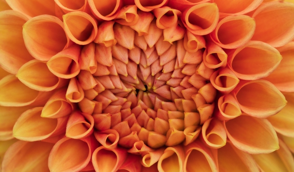 Серединка оранжевого цветка георгина