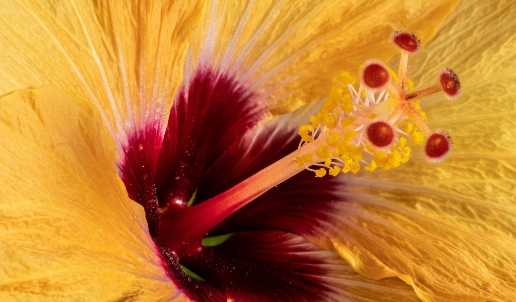 Серединка оранжевого цветка гибискуса