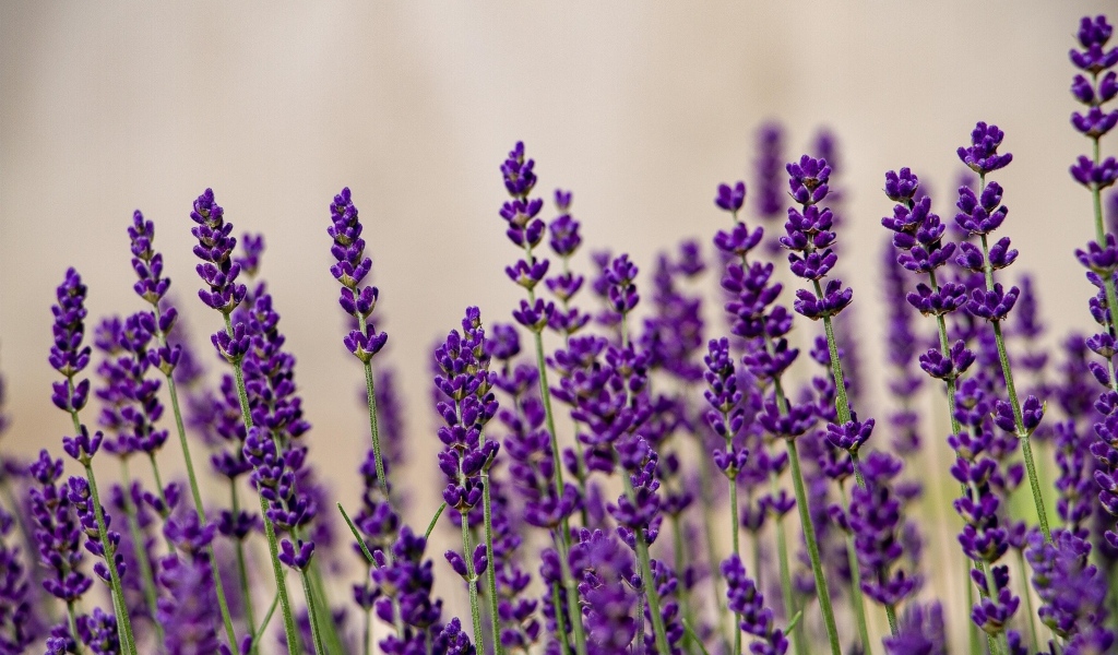 Тонкие стебли с цветами лаванды на поле