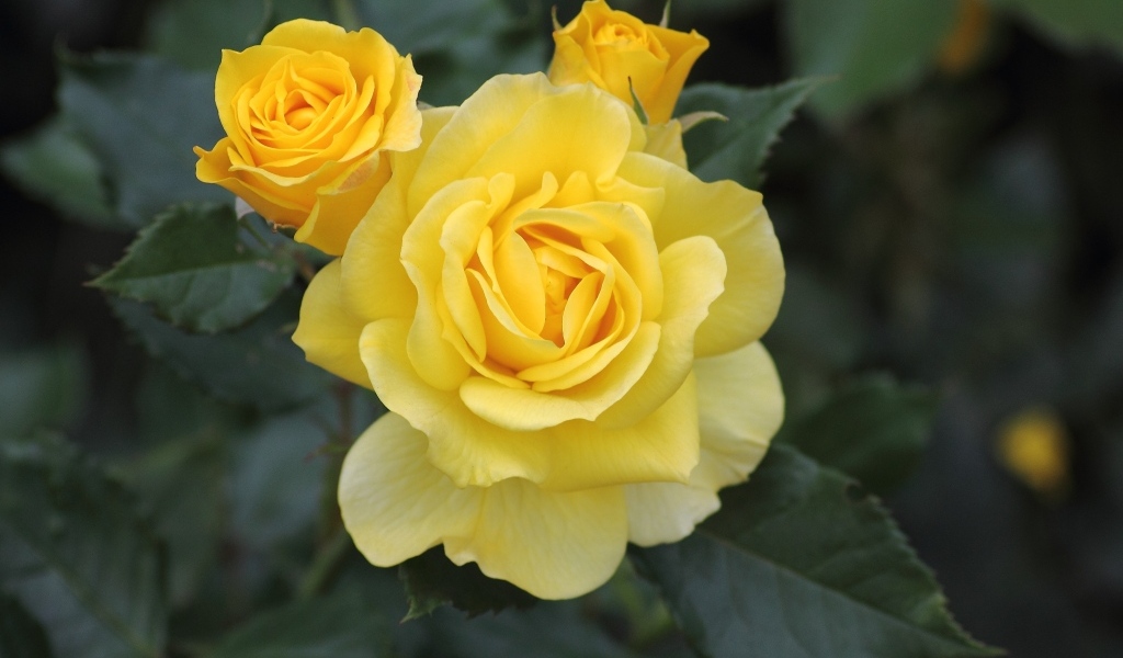 Три распускающихся розы на клумбе