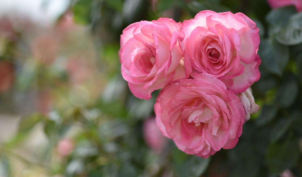 Три розовых парковых розы крупным планом