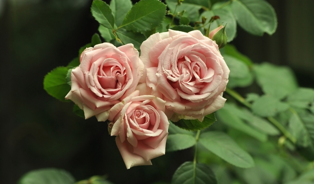 Три розовых розы с зелеными лепестками крупным планом