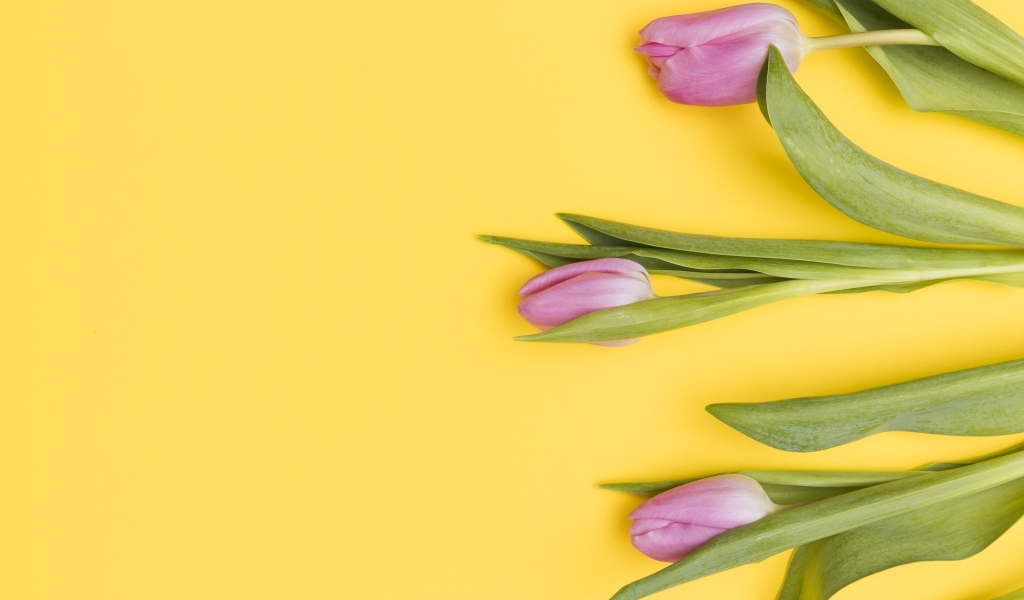 Три розовых тюльпана на желтом фоне