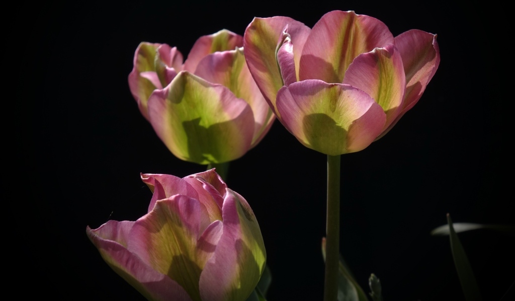 Три настоящих розовых тюльпана на черном фоне