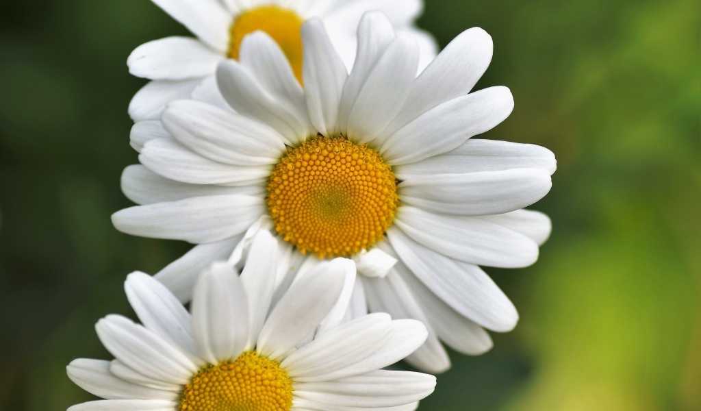 Три белых ромашки крупным планом