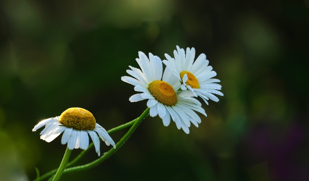 Три белые ромашки в капельках росы