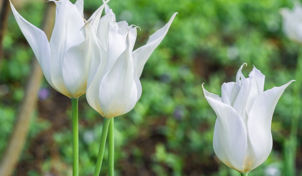 Три белых тюльпана на клумбе