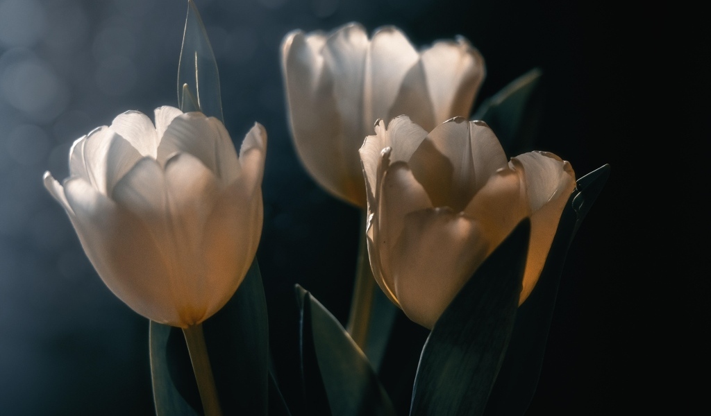 Три белых тюльпана с зелеными листьями  на черном фоне