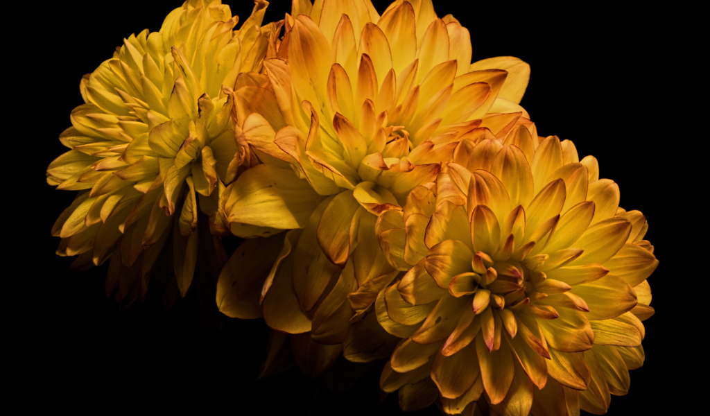 Три желтых цветка хризантемы на черном фоне