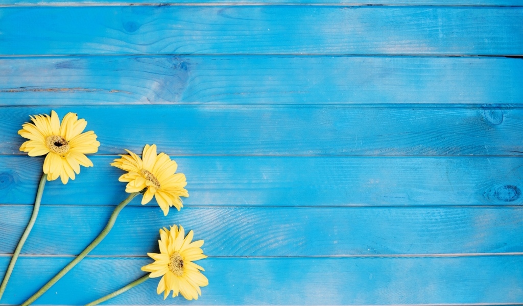 Три желтые герберы на голубом фоне