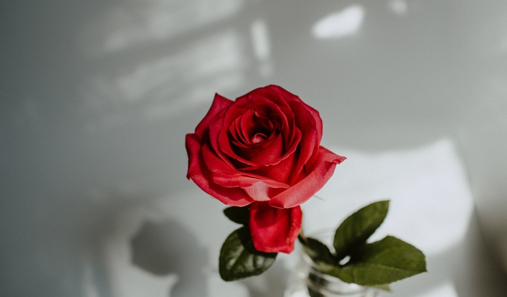 Вид сверху на красную розу в вазе