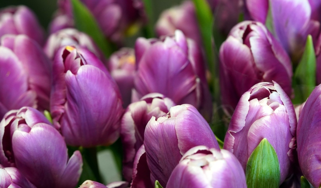 Верхушки фиолетовых тюльпанов на клумбе