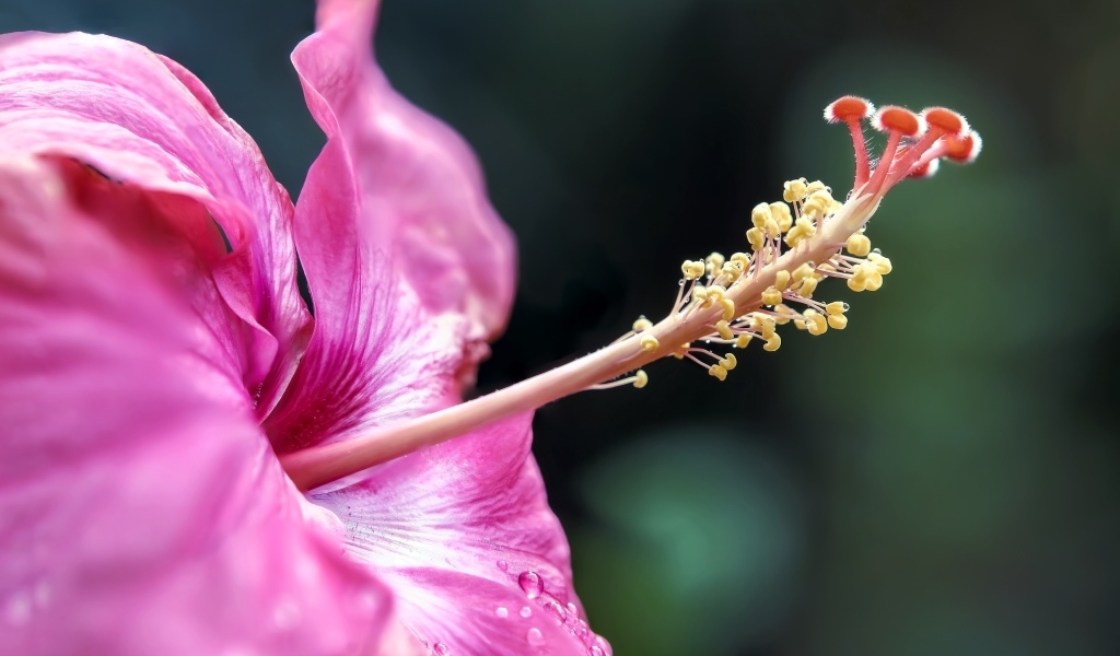 Тропический розовый цветок гибискуса крупным планом