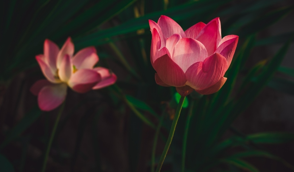 Два красивых розовых цветка лотоса