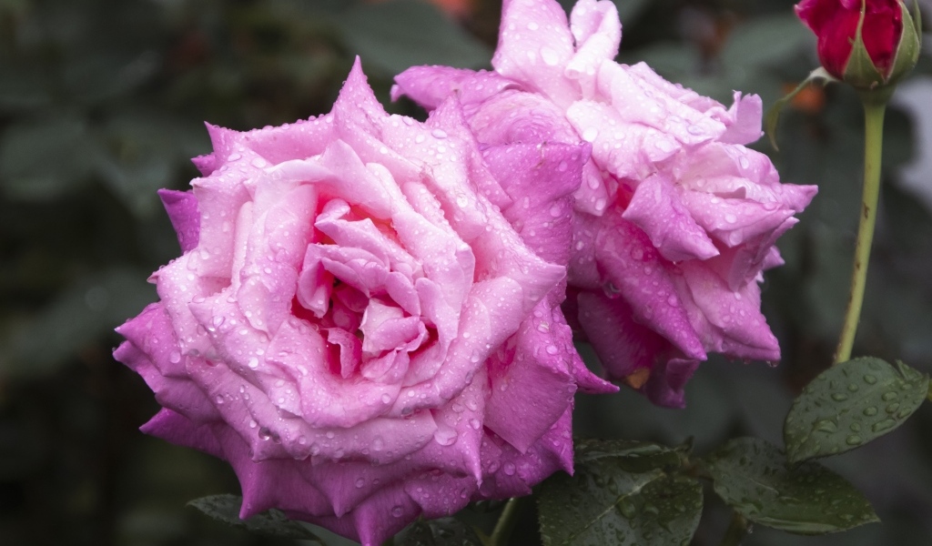 Две красивые розовые розы с бутоном в каплях дождя