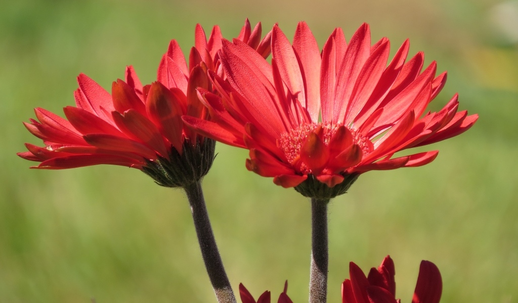 Два красивых красных цветка крупным планом