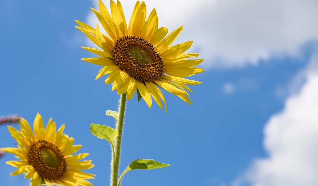 Два красивых желтых подсолнуха на фоне голубого неба 