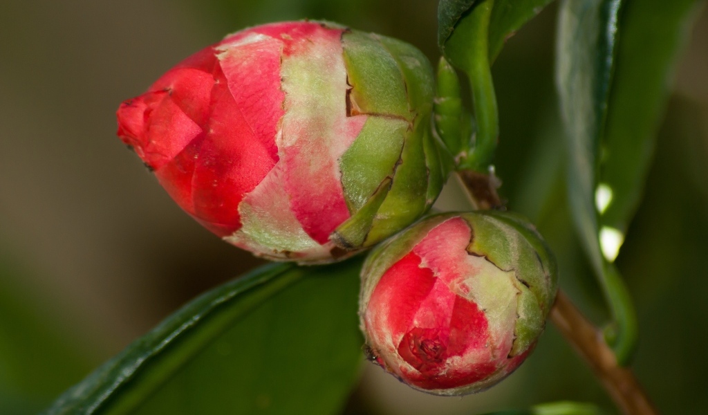 Два бутона красных цветов камелии