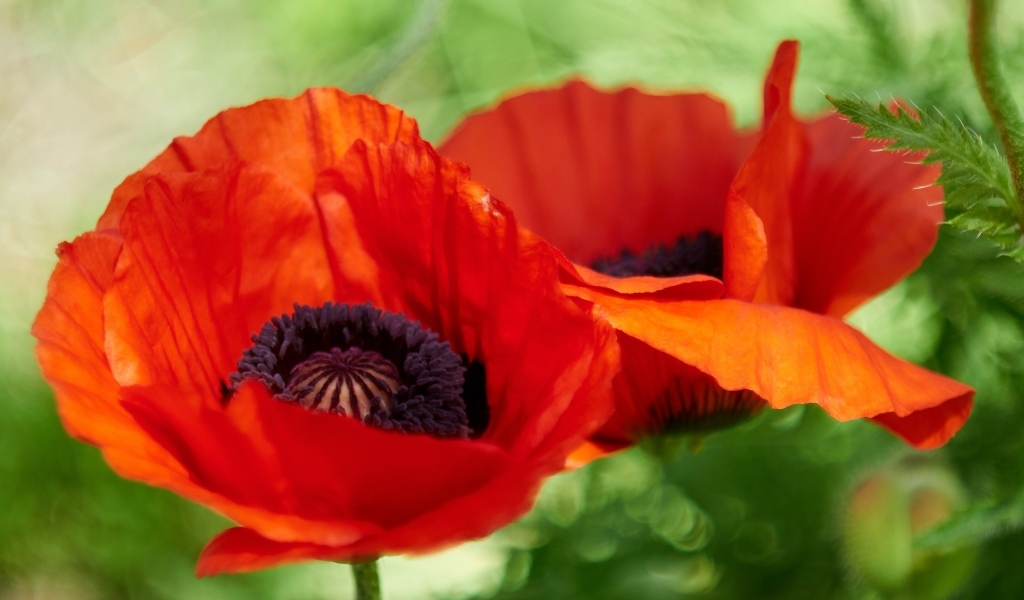 Два цветка декоративного садового мака