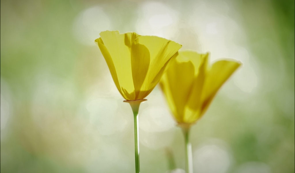 Два нежных желтых цветка эшшольции 