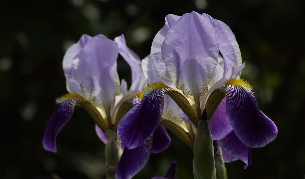 Два цветка ириса на клумбе