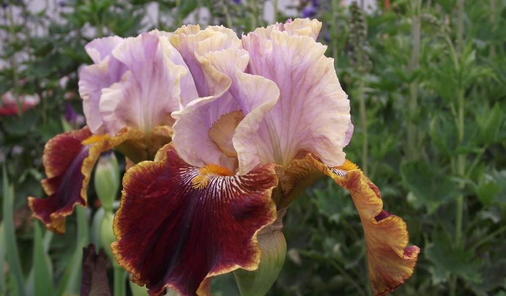 Два цветка ириса на клумбе в саду