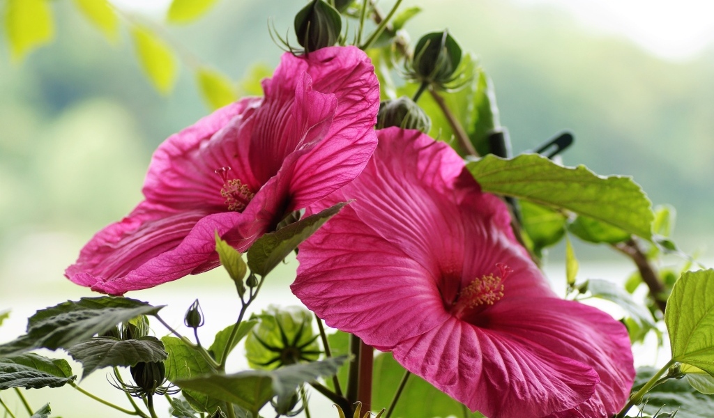 Два больших цветка гибискуса с бутонами
