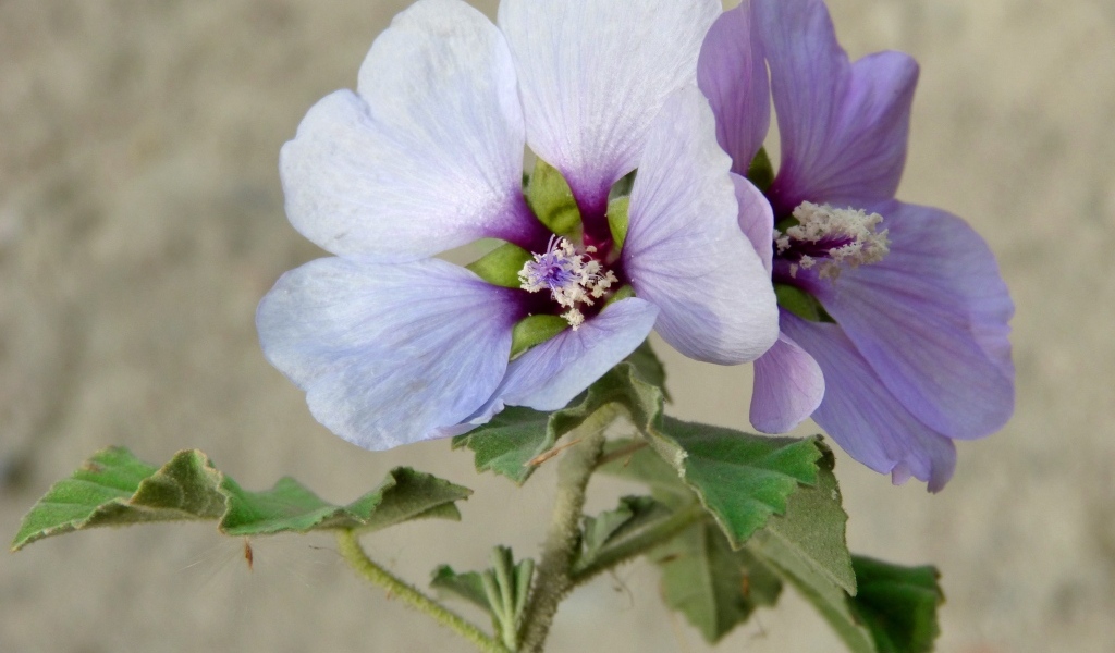 Два сиреневых цветка гибискуса крупным планом