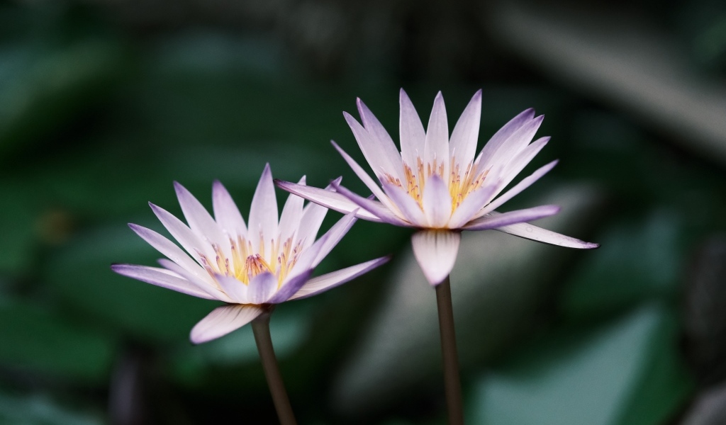 Два сиреневых цветка лотоса в пруду