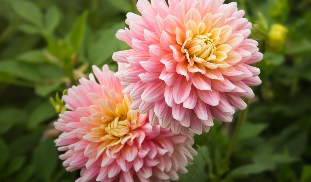 Два пышных розовых цветка георгина