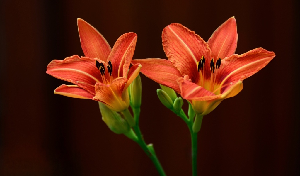 Два оранжевых цветка лилии на коричневом фоне