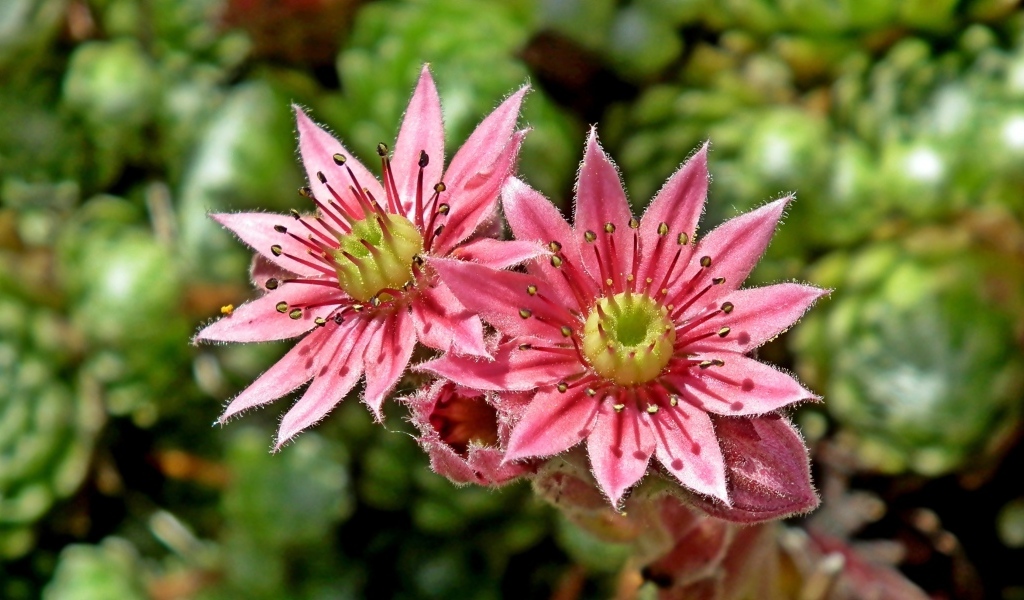 Два розовых цветка крупным планом