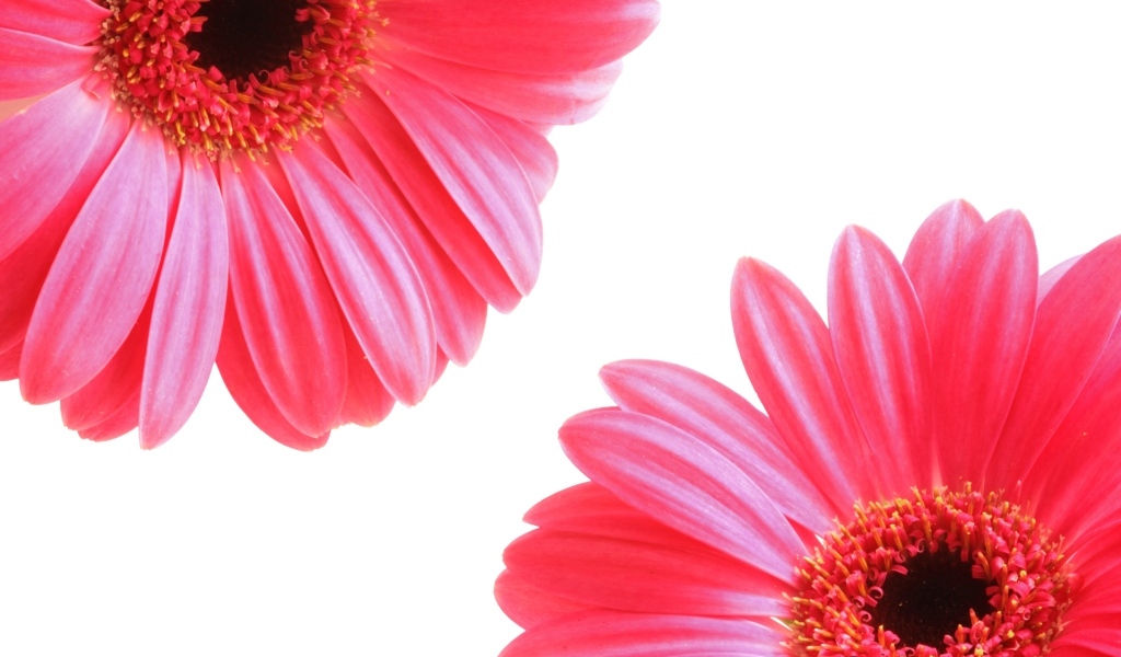 Два цветка розовой герберы на белом фоне