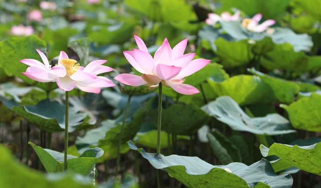 Два розовых цветка лотоса с зелеными листьями в пруду