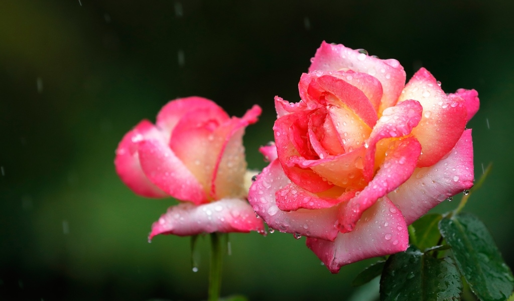 Две розовые розы под дождем