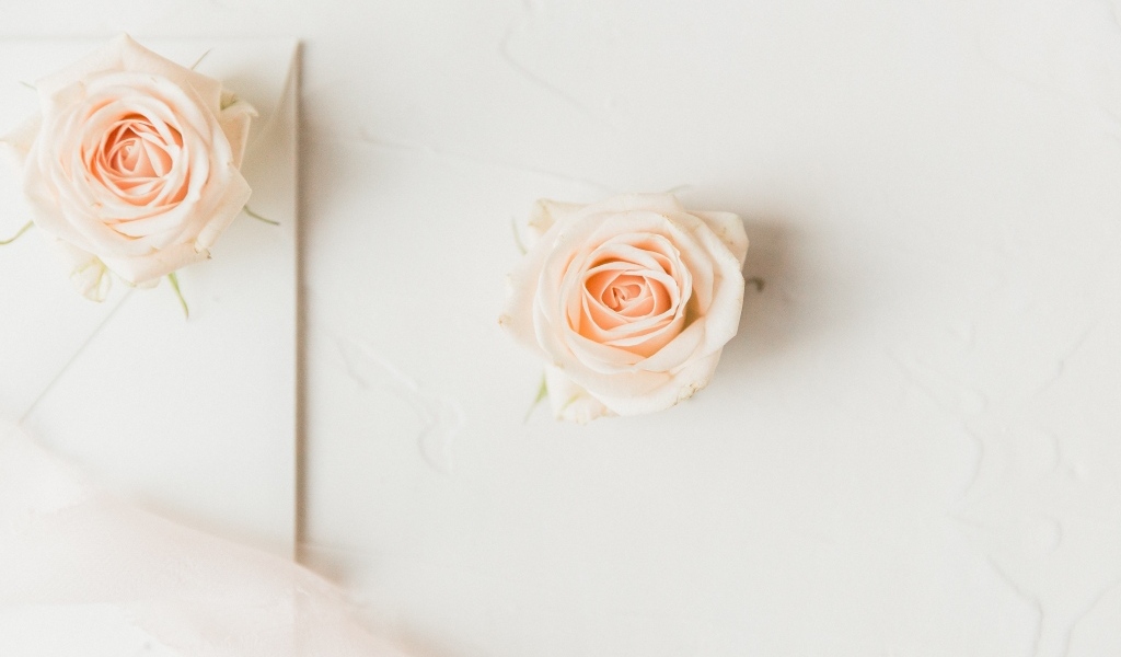 Две розовые розы на белом фоне