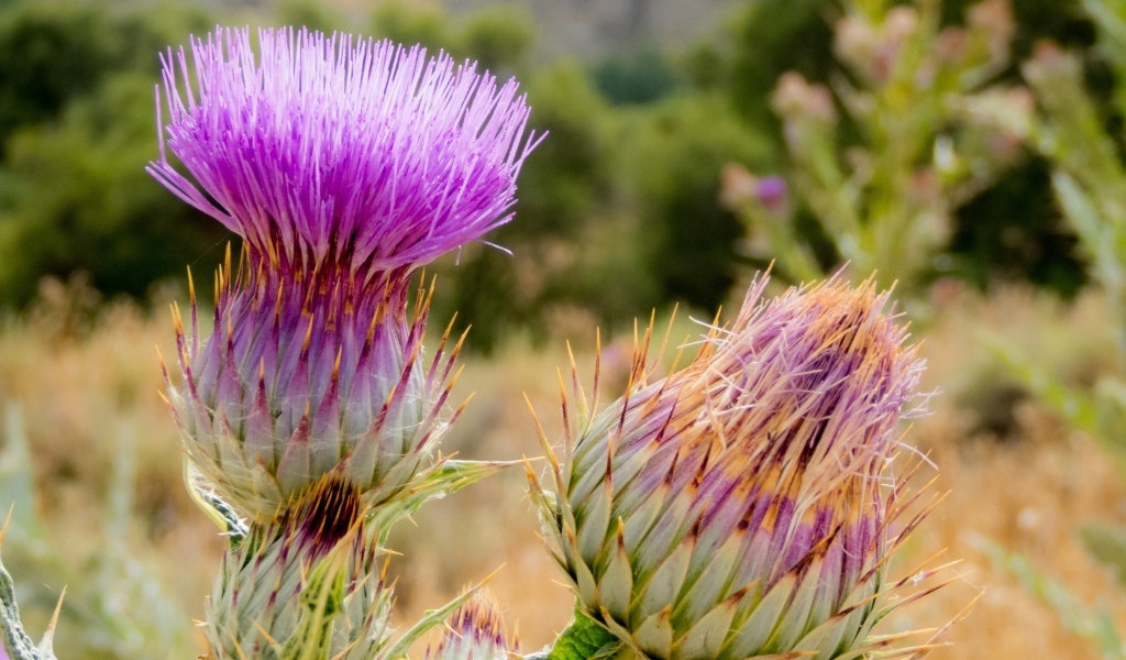 Два розовых колючих цветка чертополоха