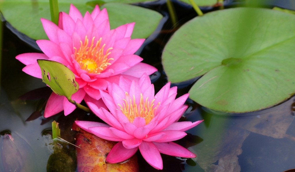 Два розовых цветка водяной лилии с зелеными листьями