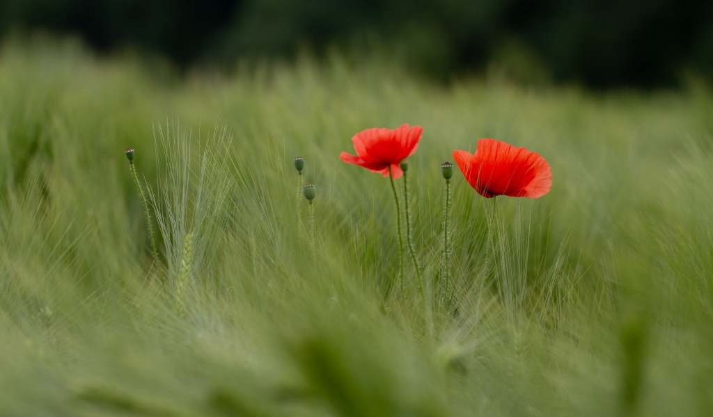 Два красных мака в зеленой пшенице