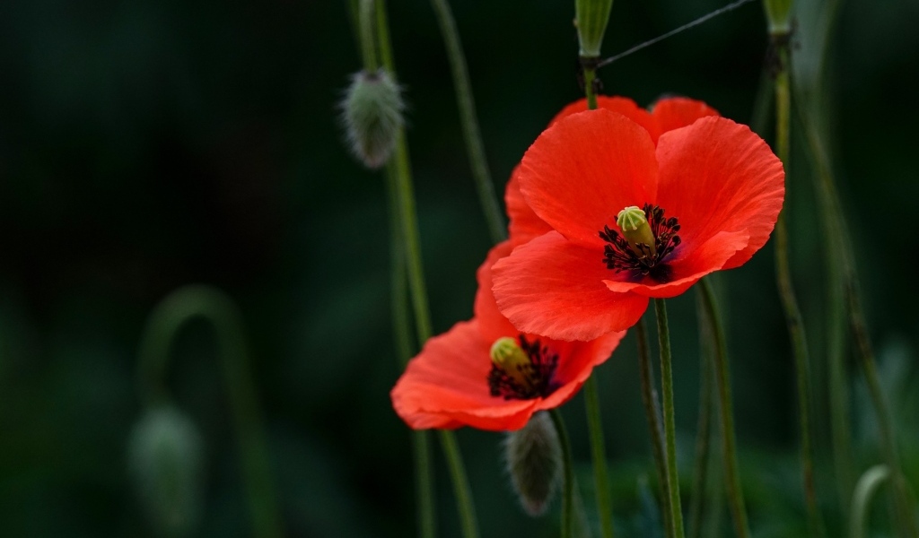 Два красных мака с бутонами в траве