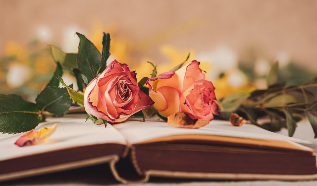 Две розы лежат на открытой книге