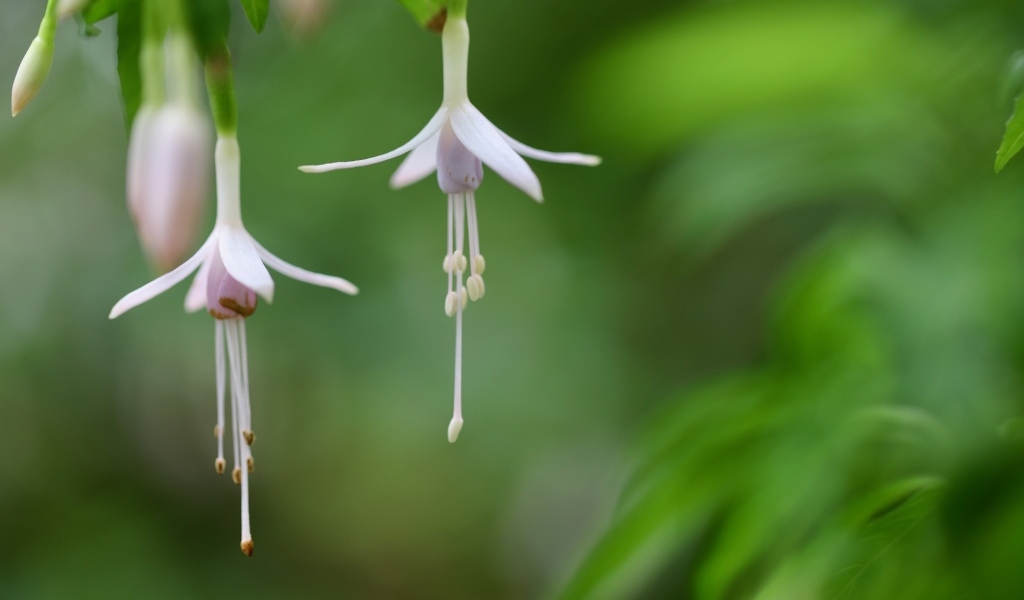 Два маленьких цветка фуксии 