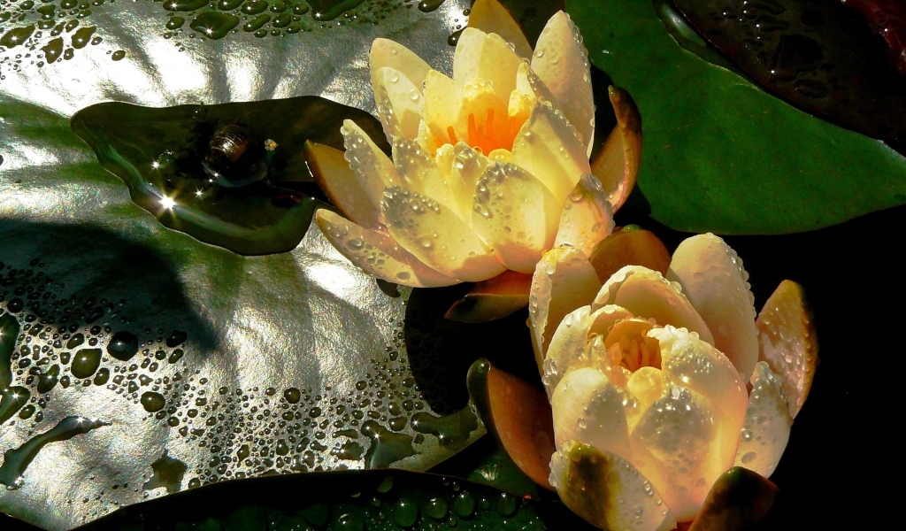 Две мокрых водяных лилии с зеленым листом в пруду