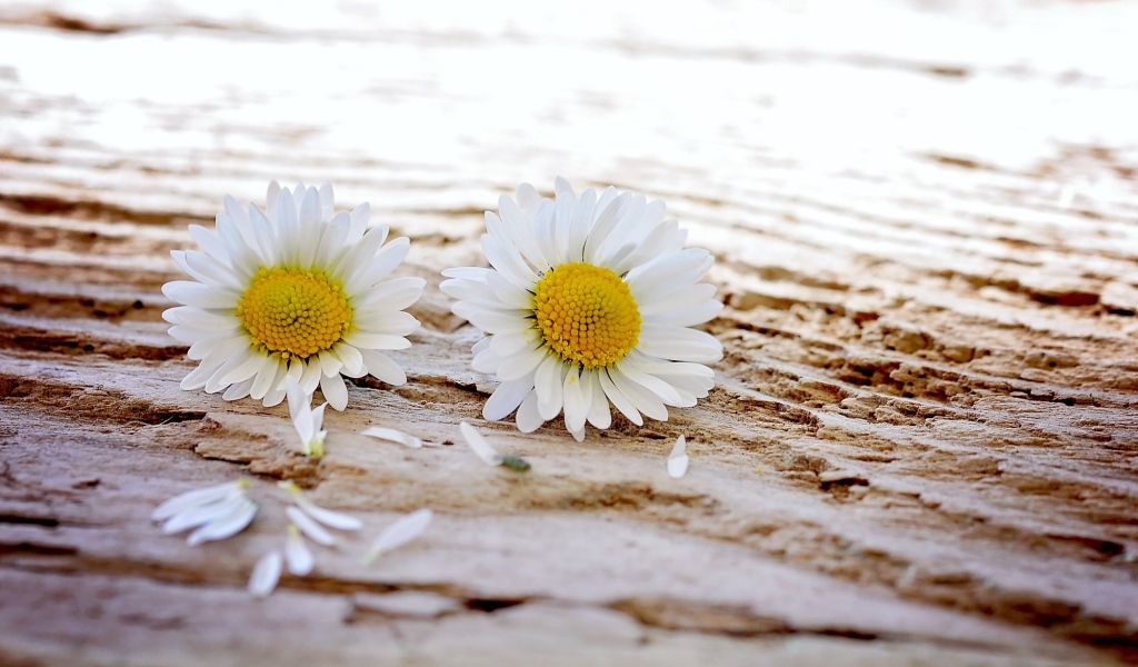 Два белых цветка ромашки на столе