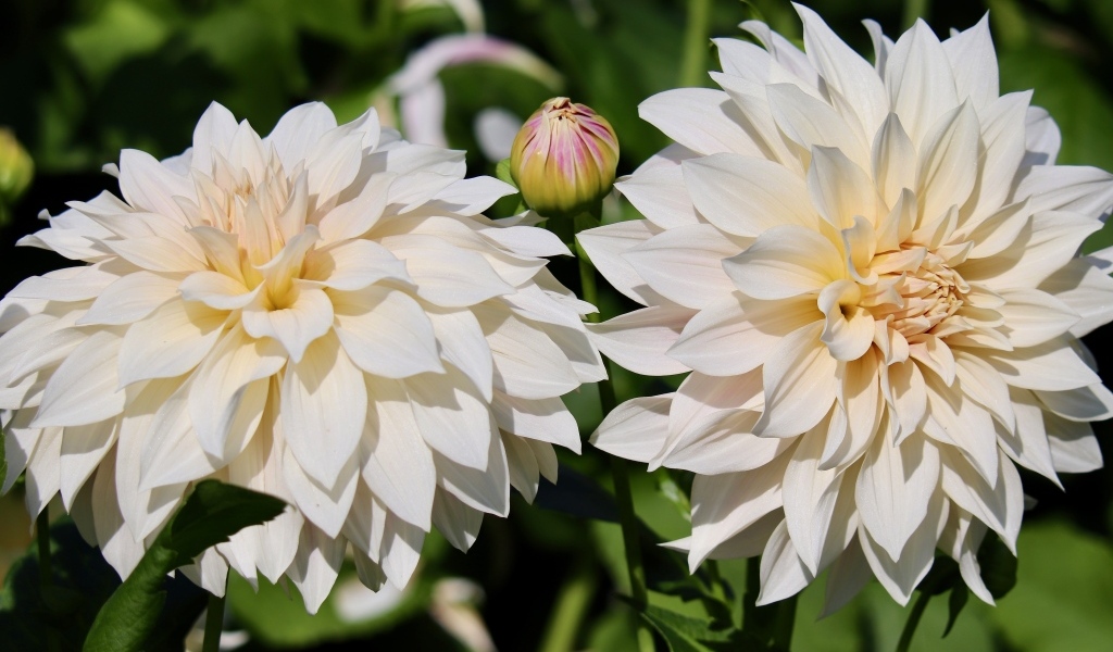 Два белых цветка георгина с бутонами крупным планом